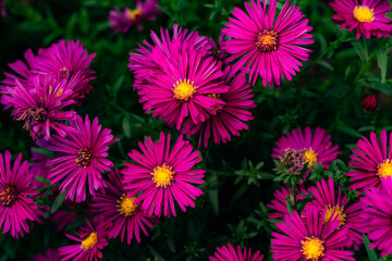 In autumn, colorful chrysanthemums bloom beautifully in the garden, fully showcasing the beauty of nature