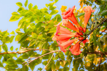 The soaring flowers blooming in the garden