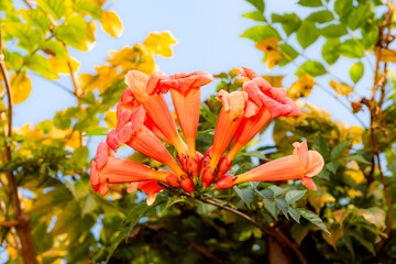 The soaring flowers blooming in the garden