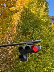 イチョウの木をバックに等身大の信号機