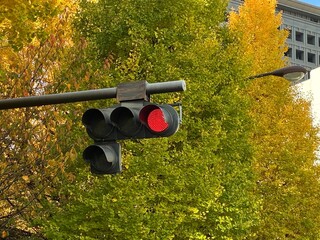 イチョウの木をバックに等身大の信号機