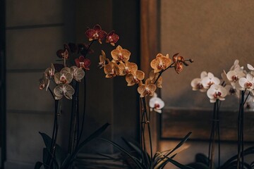 beautiful orchids gfdsvcg