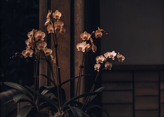 beautiful orchids gfdsvcg