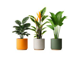 Fototapeta premium Trio of Tropical Houseplants in Modern Potted Containers against a transparent background