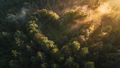 aerial view of a dense green forest forming a heart shape symbol with golden sunlight morning mist and foggy atmosphere representing love for nature and environmental conservation