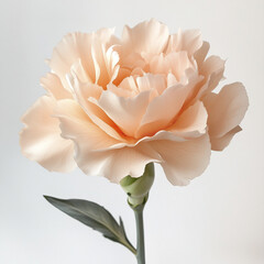 Delicate carnation flower in soft peach hues with ruffled petals and green stem, showcasing natural beauty and gentle elegance in close up view