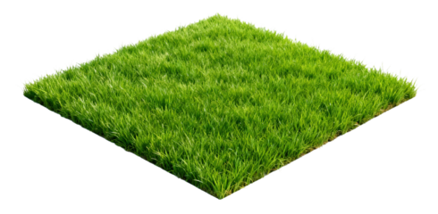 Green Grass Lawn Isolated on White Background