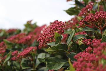 Obraz premium Red flower buds