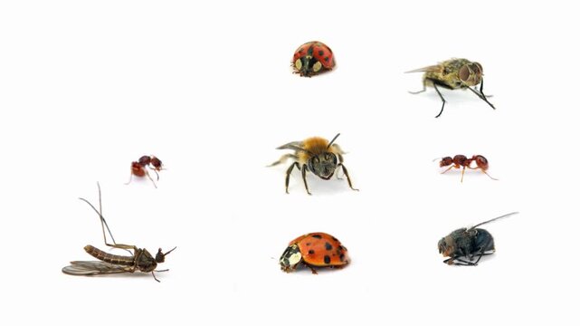 Insect Diversity: A close-up view presents an array of various insects against a clean, uncluttered backdrop