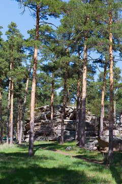 pine forest in Burabay National Nature Park in Republic of Kazakhstan