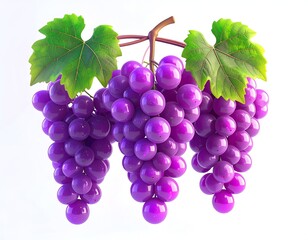 Fototapeta premium Three bunches of purple grapes with leaves against a white background