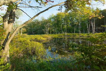 Fototapeta premium Pond in Early Fall with Emerging Autumn Colors