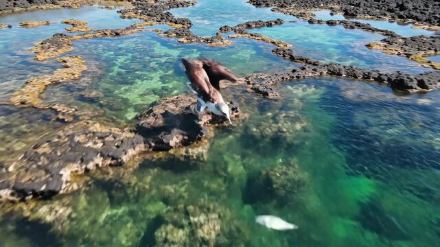 Blue Footed Booby Bird, Galapagos Islands, Diving into Clear Water
