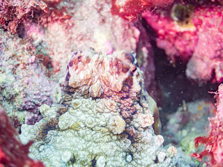 擬態するワモンダコ, Big Blue Octopus, Octopus cyanea,...