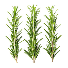 Fototapeta premium Three vibrant sprigs of fresh rosemary on a transparent background, showcasing their needle-like leaves and woody stems.