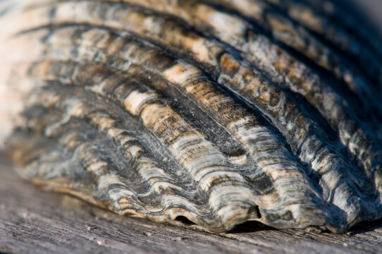 Mussel shell detail on wooden bench at Amrum North Sea Germany