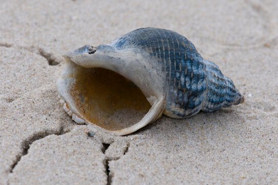 Mussel shell on sandy beach close up on Amrum North Sea Germany
