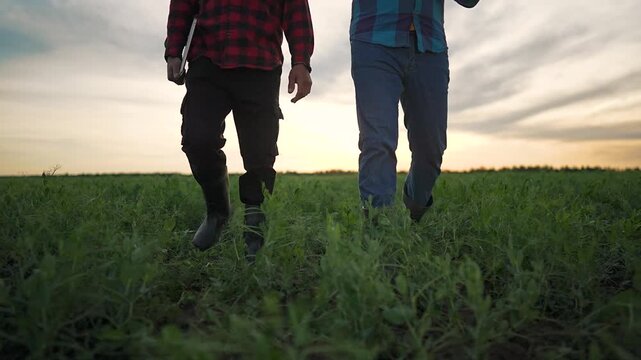 Farmers side by side in field. Man carries laptop checking crops. Boots touch green plants. Rural sunset lights men. Farmers walk across rows. Plant health study by farmers. Crop tested in field.