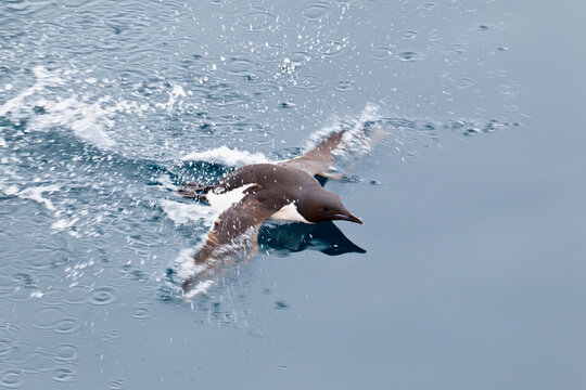 Little auk swimming on Arctic Ocean near Svalbard Spitsbergen Norway