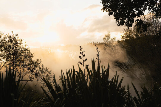 Steaming hot spring and New Zealand flax at sunrise in Waikite Valley