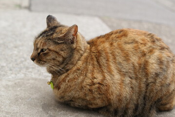 地面に座る茶色の縞模様の猫の横顔