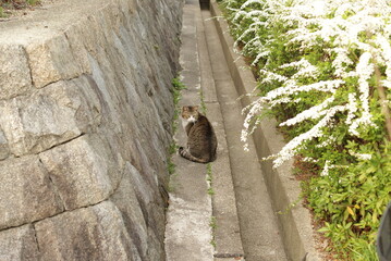 石垣のわきの小道にいる茶色の猫