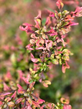 Colourful alternanthera foliage with vibrant pink, green, and orange leaves growing densely in a natural outdoor garden setting.