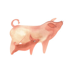 Chester White Pig Swin or Landrace with piglet. Farm animals, livestock. Characters for an article about village life. Isolated watercolor illustration for a children's encyclopedia.