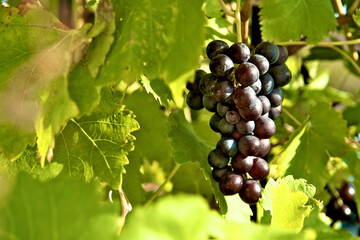 Close up of purple grape cluster growing on vine outdoors in sunlight