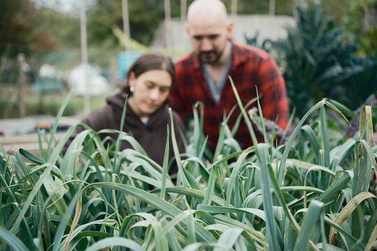Man and woman gardening in a UK allotment checking leeks for pests
