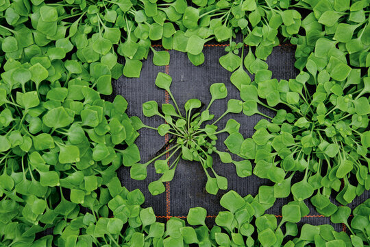 Purslane and spinach growing in a greenhouse in Upper Bavaria Germany