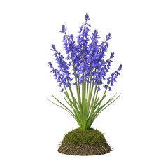 Obraz premium Bluebell flowers with green leaves on a mossy mound isolated on transparent background