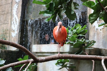 Scarlet Ibis Standing on Branch with Waterfall and Tropical Green Background