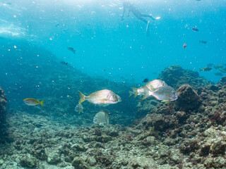 Fototapeta premium ヘダイ、フエダイ、メジナ、イスズミ、ホウライヒメジ他群れ。 Blue-Spotted Sea Perch, Lutjanus stellatus, Largescale Blackfish, Girella punctata, 他。 ヒリゾ浜南伊豆町中木 静岡県伊豆半島-2025 日本有数のシュノーケリングスポット。 夏の数カ月間だけ渡し船で行ける。 水質透明度魚影が素晴らしい。