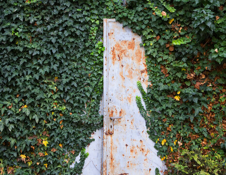 Rusty door covered with ivy in Austria outdoors