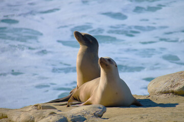 Fototapeta premium california-sea-lions-rock-california
