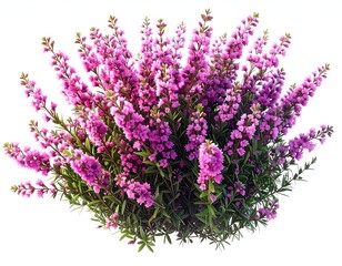 A vibrant bush with lush, cascading pink blossoms and verdant leaves