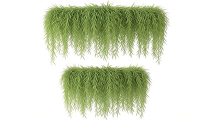 Two horizontal green plants with long, thin leaves cascading downwards in a dense arrangement on a white background isolated