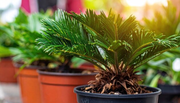 Potted Cycas Revoluta.