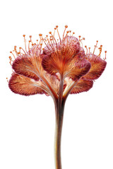 Exotic plant with textured, layered petals and intricate filament top