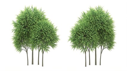 Two clusters of deciduous trees with lush green foliage and brown trunks isolated on a white background