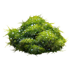 Lush green moss clump covered in tiny water droplets, isolated on black