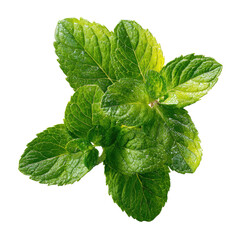 Vibrant, textured mint leaves clustered together, isolated on a black background