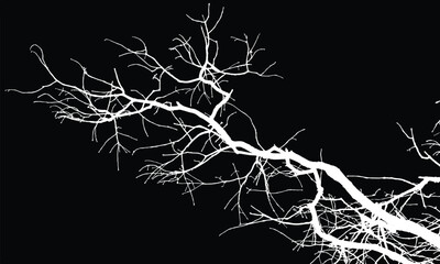 Silhouette of bare branche of a tree isolated on black background. Black and white vector illustration
