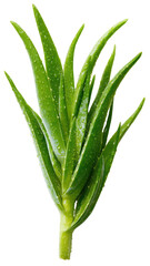 Upright plant with long, textured, tapered green leaves on black background