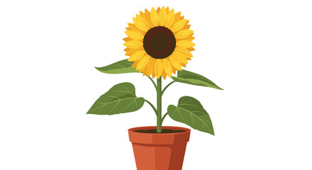A cheerful and vibrant sunflower plant with bright yellow petals and lush green leaves, growing in a rustic terracotta pot.