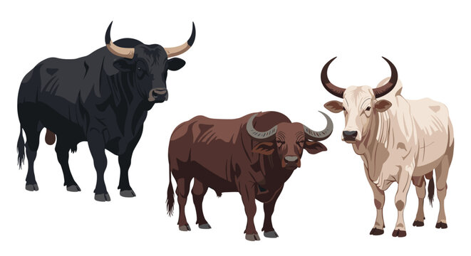 Three diverse breeds of bulls and buffalo, featuring a black bull, a brown buffalo, and a white zebu, standing.