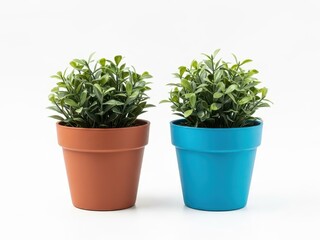 Fototapeta premium Two potted plants with green foliage in colorful pots on white background for home decor and gardening themes