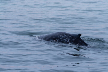 Dorsal fin of a surfacing whale, in Walvis Bay, Namibia.