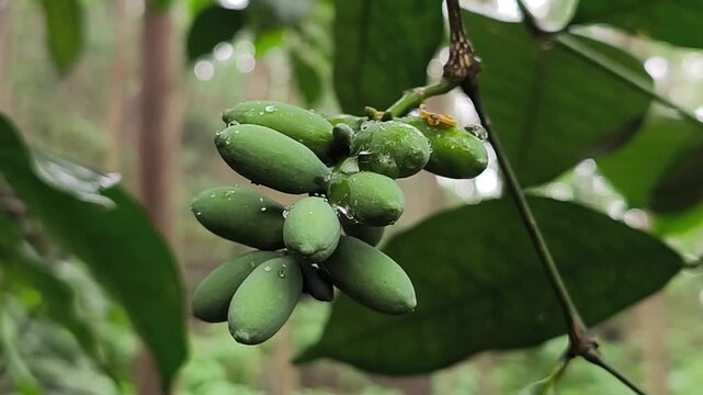 Young green melinjo fruits grow in clusters on tropical tree branches with fresh leaves after rainfall